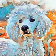 Poodle greeting card available in my Etsy store